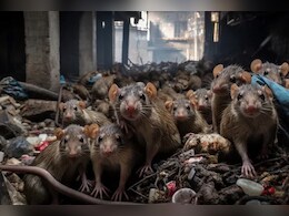 सुनसान जंगल वाली सड़क पर चूहों का कब्जा, वायरल वीडियो देख लोगों को नहीं हुआ खुद की आंखों पर यकीन