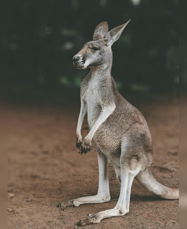 Wallaby vs Kangaroo: What's The Difference