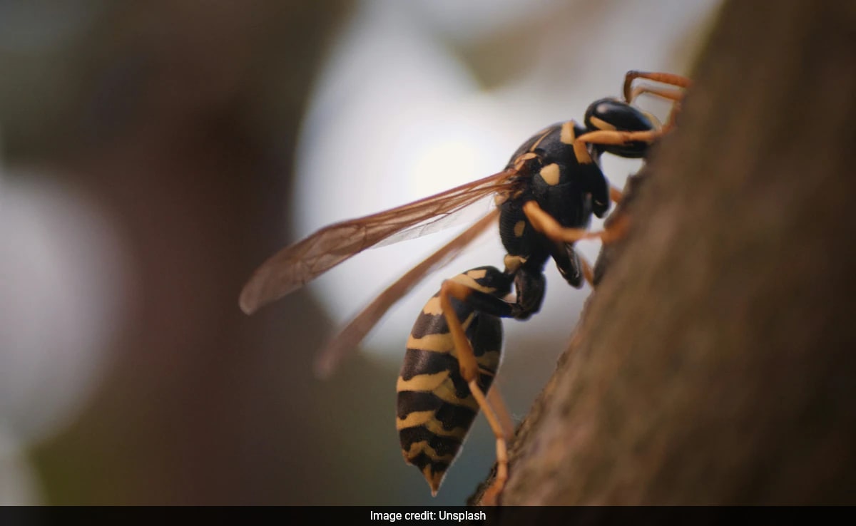 "Stung 100 Times": Father, Son Killed By Giant Hornets On Vacation