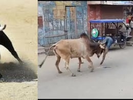 यूपी के हरदोई जिले में सांड का आंतक, दो अलग-अलग हमलों में 2 की मौत