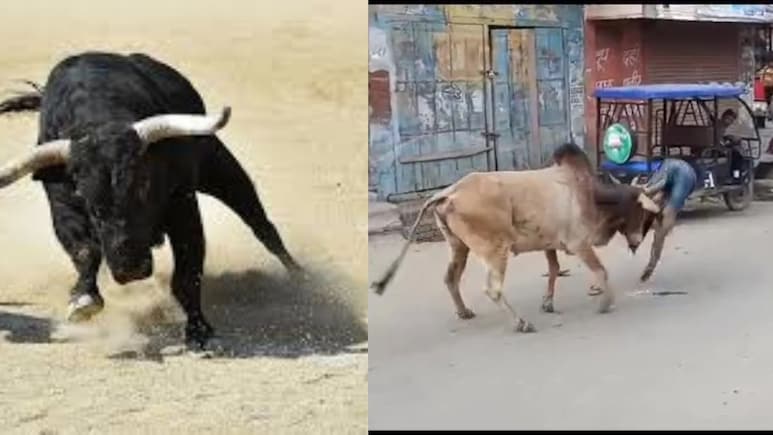 यूपी के हरदोई जिले में सांड का आंतक, दो अलग-अलग हमलों में 2 की मौत