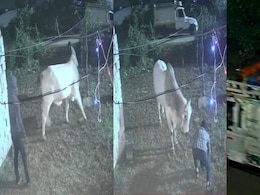 Rajasthan: कोटपुतली में गो तस्करी से मचा हड़कंप, रस्सियों से खींचकर पिकअप में भरा, CCTV में कैद वारदात