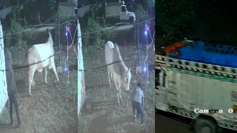 Rajasthan: कोटपुतली में गो तस्करी से मचा हड़कंप, रस्सियों से खींचकर पिकअप में भरा, CCTV में कैद वारदात Rajasthan: कोटपुतली में गो तस्करी से मचा हड़कंप, रस्सियों से खींचकर पिकअप में भरा, CCTV में कैद वारदात