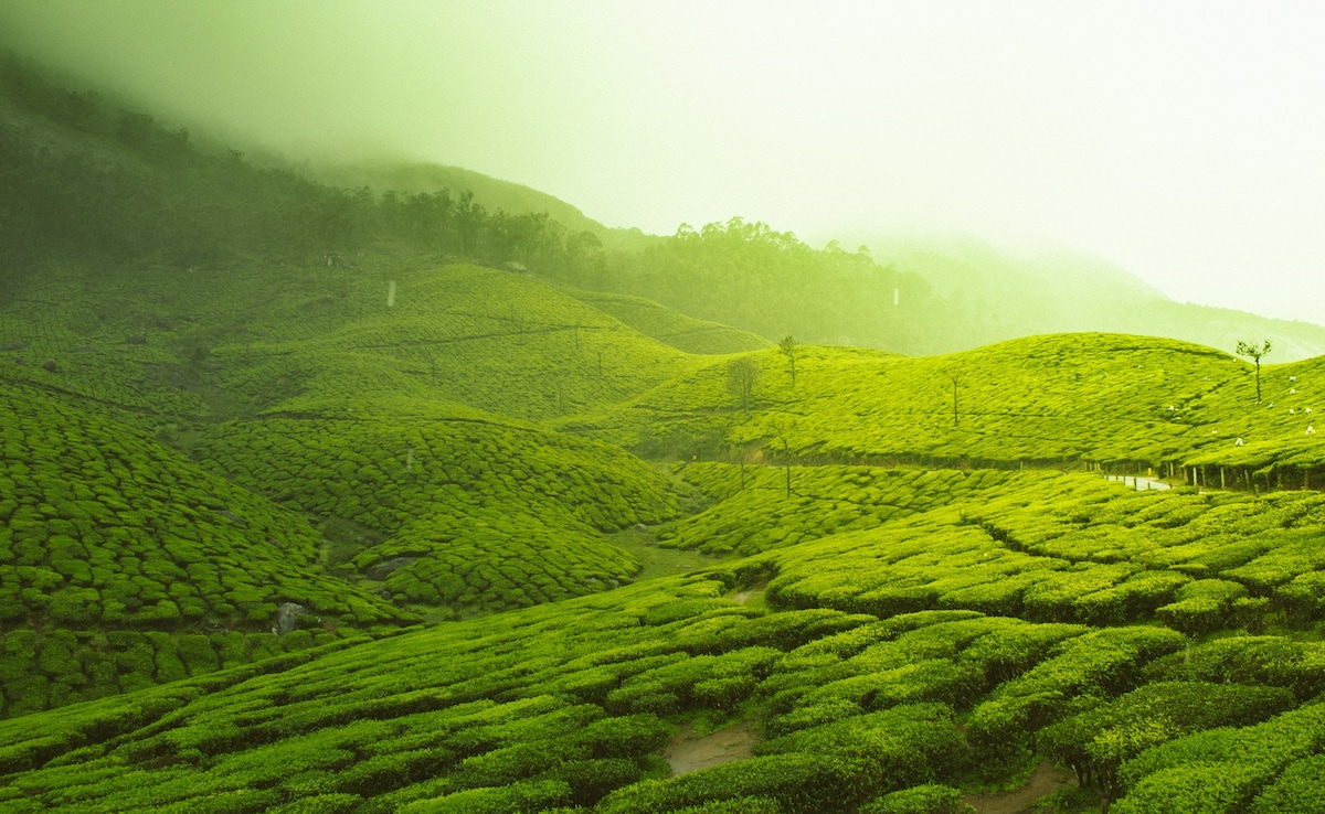 Keralas diverse terrain influences its food offerings