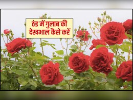 ठंड में गुलाब की देखभाल कैसे करें? गुलाब कौन से महीने में लगाना चाहिए, ताक‍ि भर जाए फूलों से