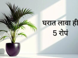 Plant Purifies Air : घरात लावा ही 5 रोपं, स्वस्तात हवा स्वच्छ होईल, महागड्या एअर प्युरीफायरची गरज आता संपली!