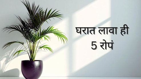 Plant Purifies Air : घरात लावा ही 5 रोपं, स्वस्तात हवा स्वच्छ होईल, महागड्या एअर प्युरीफायरची गरज आता संपली!