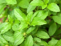 Is Drinking Tulsi Water Beneficial For Your Health?