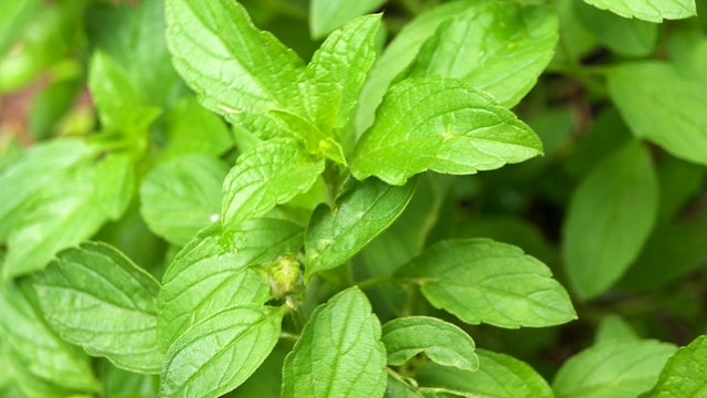 Tulsi water benefits for health.