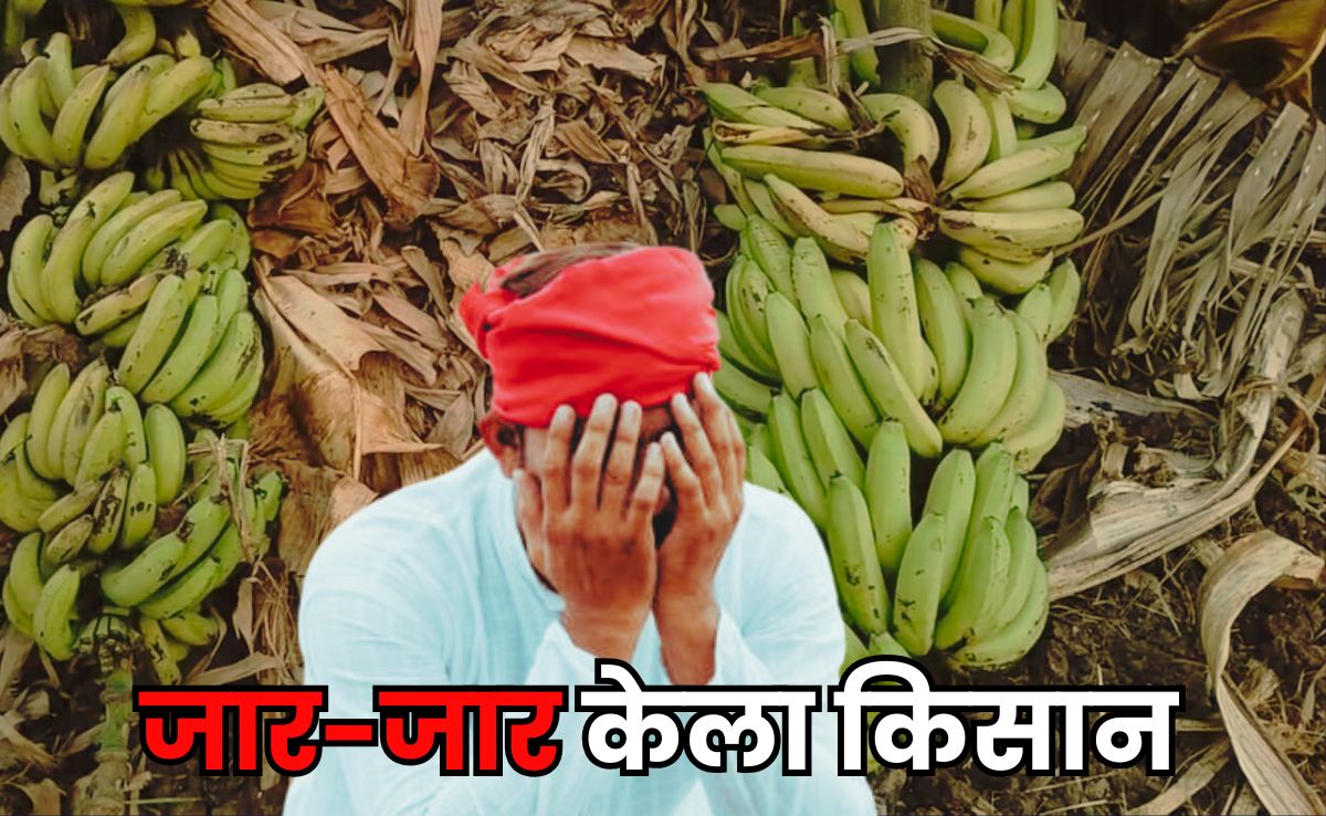 Banana Farmers: खून के आंसू रोने को मजबूर हुए किसान, अपने ही हाथों उखाड़कर फेंक रहे केले की फसल !