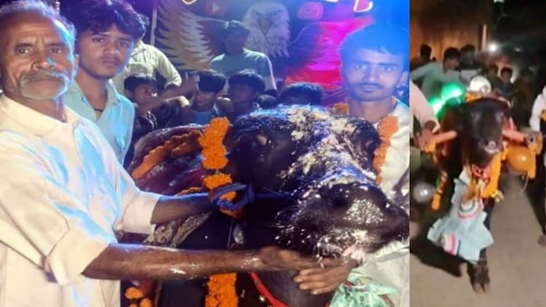 भैंसे 'शेरा' का बर्थडे सेलिब्रेशन, पब्लिक ने जमकर लूटी दावत, DJ पर खूब थिरके गांववाले