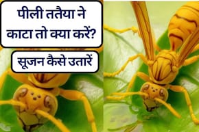ततैया ने काटा तो क्या करें? ततैया काटने की सूजन कैसे उतारें, जानें पीली ततैया के काटने पर क्या लगाना चाहिए? 20 असरदार घरेलू उपाय