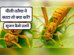 ततैया ने काटा तो क्या करें? ततैया काटने की सूजन कैसे उतारें, जानें पीली ततैया के काटने पर क्या लगाना चाहिए? 20 असरदार घरेलू उपाय