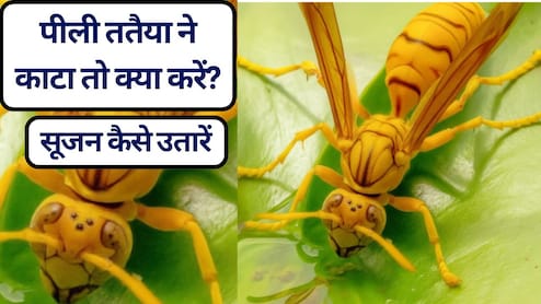 ततैया ने काटा तो क्या करें? ततैया काटने की सूजन कैसे उतारें, जानें पीली ततैया के काटने पर क्या लगाना चाहिए? 20 असरदार घरेलू उपाय