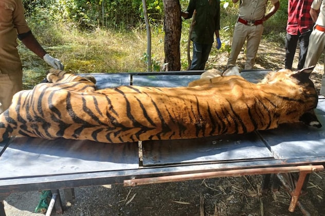 टाइगर कुमार की मौत टाइगर कुमार की मौत