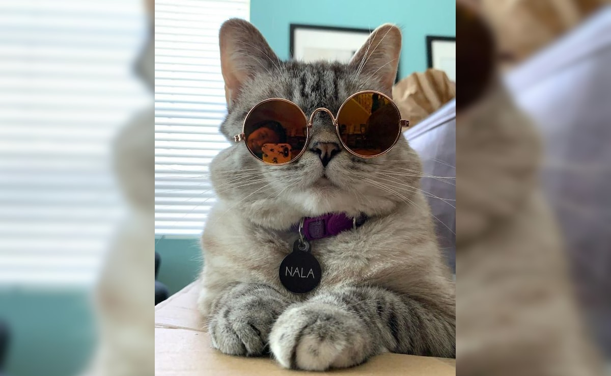 इस बिल्ली के जलवे देख झन्ना जाएगा दिमाग, सोशल मीडिया पर कर रही है ट्रेंड, 40 लाख से ज्यादा हैं फॉलोवर्स