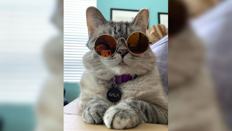 इस बिल्ली के जलवे देख झन्ना जाएगा दिमाग, सोशल मीडिया पर कर रही है ट्रेंड, 40 लाख से ज्यादा हैं फॉलोवर्स