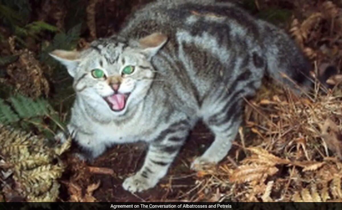 New Zealand’s Feral Cat Eradication Plan: 2050 Goal New Zealand’s Feral Cat Eradication Plan: 2050 Goal
