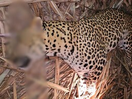 Pune News: शिरूरमधील तिघांचा बळी घेणारा नरभक्षक बिबट्या ठार; वनविभागाची कारवाई