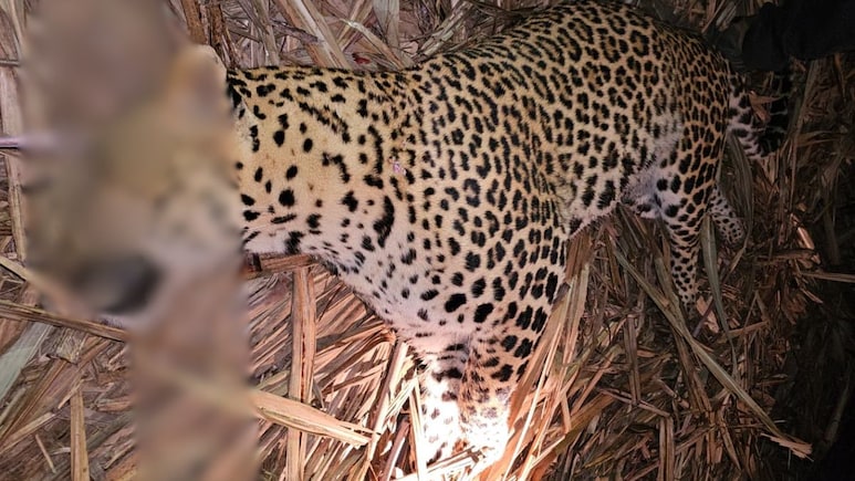 Pune News: शिरूरमधील तिघांचा बळी घेणारा नरभक्षक बिबट्या ठार; वनविभागाची कारवाई