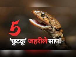 काट लिया तो पानी नहीं मांग पाएंगे.. दुनिया के 5 सबसे 'छुटकू' जहरीले सांप!