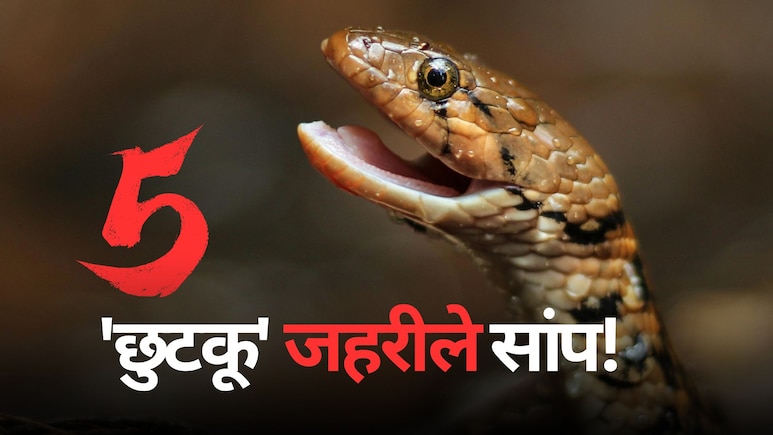 काट लिया तो पानी नहीं मांग पाएंगे.. दुनिया के 5 सबसे 'छुटकू' जहरीले सांप!