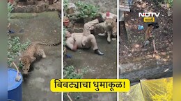Kolhapur News: भर वस्तीत बिबट्या घुसला, 3 तास धुमाकूळ घातला,  4 जणांना जखमी केल्यावर जाळ्यात अडकला