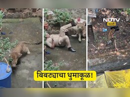 Kolhapur News: भर वस्तीत बिबट्या घुसला, 3 तास धुमाकूळ घातला,  4 जणांना जखमी केल्यावर जाळ्यात अडकला