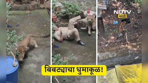 Kolhapur News: भर वस्तीत बिबट्या घुसला, 3 तास धुमाकूळ घातला,  4 जणांना जखमी केल्यावर जाळ्यात अडकला