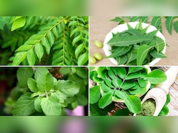 विटामिन और मिनरल्स से भरे हैं ये 5 पत्ते, डॉक्टर ने बताया किसे खाने से दूर होगी कौन सी दिक्कत