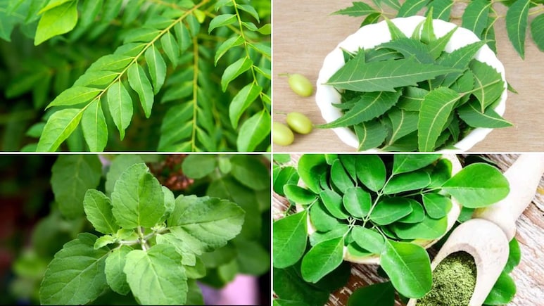 विटामिन और मिनरल्स से भरे हैं ये 5 पत्ते, डॉक्टर ने बताया किसे खाने से दूर होगी कौन सी दिक्कत