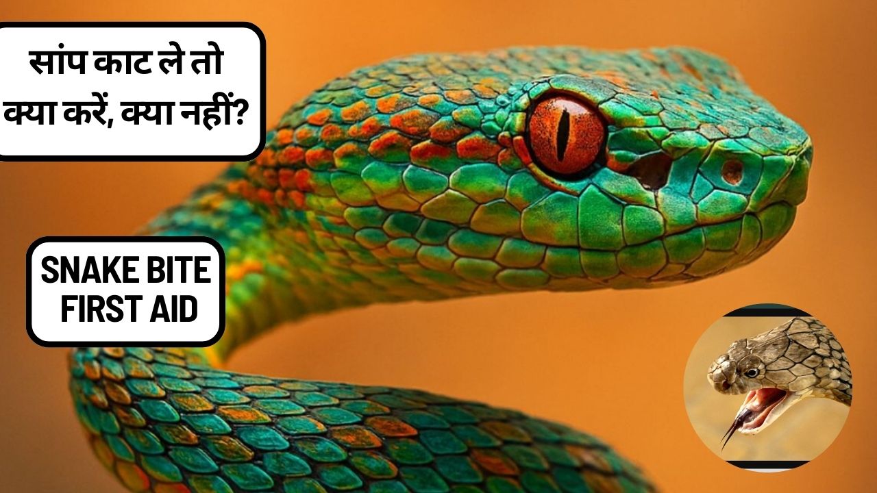 सांप के काटने पर क्या करें और क्या न करें? ज़हरीले सांपों की पहचान, लक्षण और तुरंत इलाज की पूरी जानकारी!