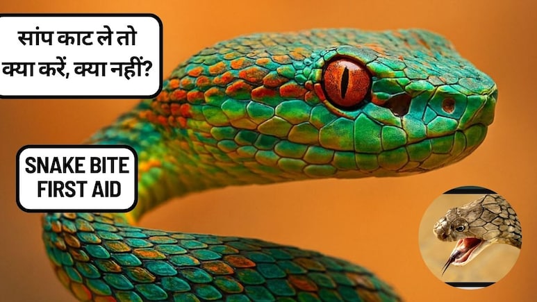 सांप के काटने पर क्या करें और क्या न करें? ज़हरीले सांपों की पहचान, लक्षण और तुरंत इलाज की पूरी जानकारी!