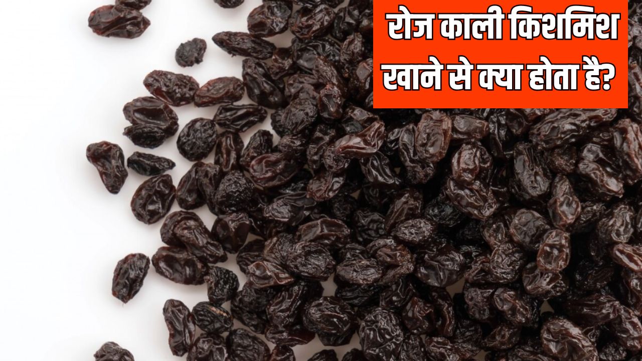 रोज काली किशमिश खाने से क्या होता है? आयुर्वेदिक डॉक्टर ने बताया एक दिन में कितनी काली किशमिश खानी चाहिए