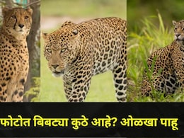 बिबट्या, जॅग्वार आणि चित्ता एकसारखेच दिसतात? समोर आल्यावर क्षणातच ओळखू शकता, फक्त 'ही' एकच ट्रिक..