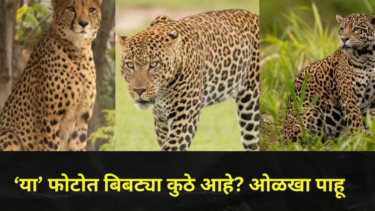बिबट्या, जॅग्वार आणि चित्ता एकसारखेच दिसतात? समोर आल्यावर क्षणातच ओळखू शकता, फक्त 'ही' एकच ट्रिक..