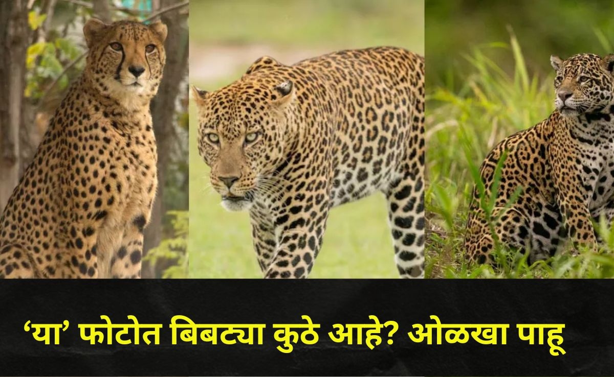 use this simple trick to differentiate leopard cheetah and jaguar wild ...