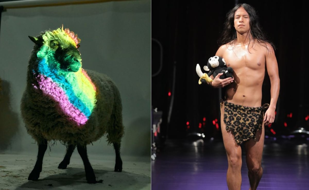 Fashion Show Presents Collection Made From Wool of Gay Sheep