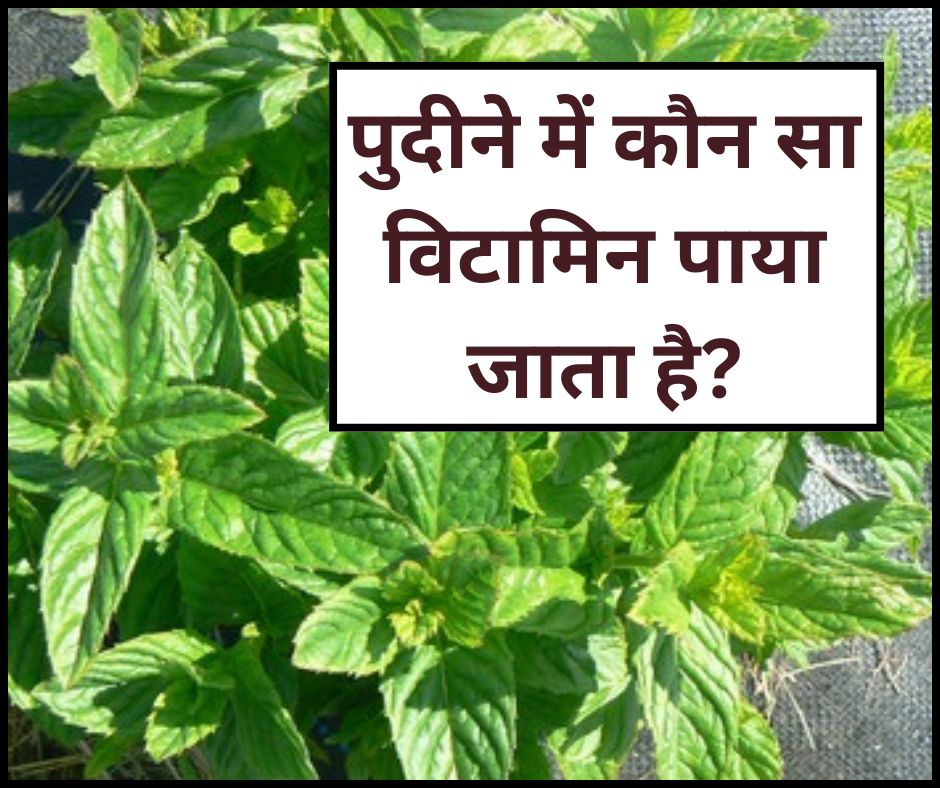 पुदीने में कौन सा विटामिन पाया जाता है, ठंड में इन लोगों को जरूर डाइट में शामिल करना चाहिए Pudina