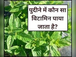 पुदीने में कौन सा विटामिन पाया जाता है, ठंड में इन लोगों को जरूर डाइट में शामिल करना चाहिए Pudina