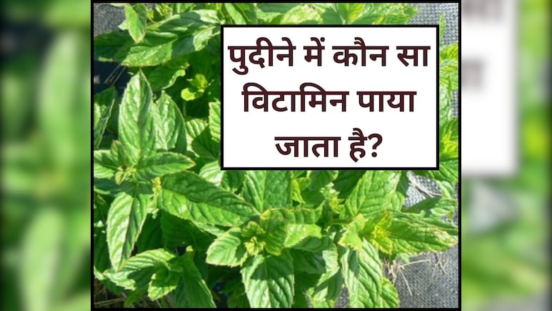 पुदीने में कौन सा विटामिन पाया जाता है, ठंड में इन लोगों को जरूर डाइट में शामिल करना चाहिए Pudina