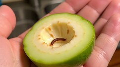 गलती से अमरूद का कीड़ा खा लिया तो क्या होगा? क्या कोई बीमारी हो सकती है?