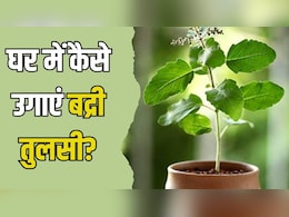 Tulsi Vivah 2025: बद्रीनाथ धाम में रोज चढ़ाई जाती है बदरी तुलसी, जानें इसे घर में कैसे लगाएं और सालभर हरा-भरा कैसे रखें