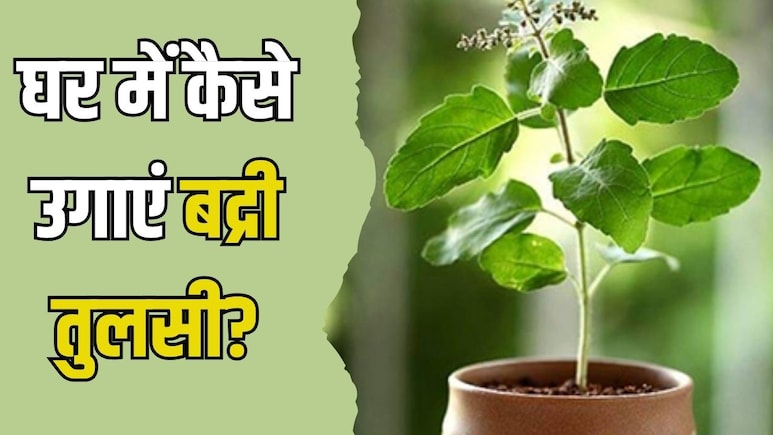 Tulsi Vivah 2025: बद्रीनाथ धाम में रोज चढ़ाई जाती है बदरी तुलसी, जानें इसे घर में कैसे लगाएं और सालभर हरा-भरा कैसे रखें Tulsi Vivah 2025: बद्रीनाथ धाम में रोज चढ़ाई जाती है बदरी तुलसी, जानें इसे घर में कैसे लगाएं और सालभर हरा-भरा कैसे रखें