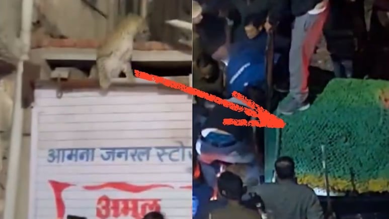 Rajasthan: जयपुर में चांदपोल की एक दुकान से पकड़ा गया खतरनाक तेंदुआ, 3 घंटे तक चला खौफनाक रेस्क्यू