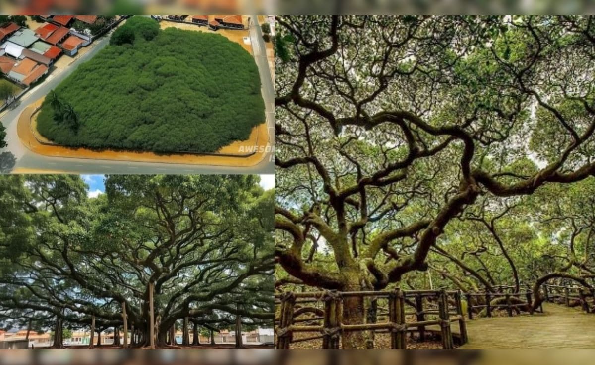 क्या एक पेड़ जंगल बन सकता है? कभी देखा है एक पेड़ वाला जंगल? देखें पूरा शहर ढक लेने वाला सबसे बड़ा पेड़