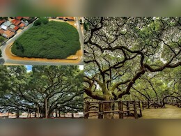 क्या एक पेड़ जंगल बन सकता है? कभी देखा है एक पेड़ वाला जंगल? देखें पूरा शहर ढक लेने वाला सबसे बड़ा पेड़