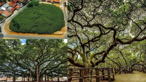 क्या एक पेड़ जंगल बन सकता है? कभी देखा है एक पेड़ वाला जंगल? देखें पूरा शहर ढक लेने वाला सबसे बड़ा पेड़