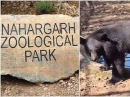 जयपुर के नाहरगढ़ में 'हिमालयी मेहमान' का स्वागत, बायोलॉजिकल पार्क में ब्लैक बियर के जोड़े की एंट्री