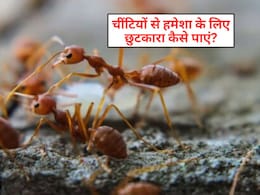 Border 2 फिल्म में मेधा राणा ने बताया 55 साल पुराना दादी नानी का नुस्खा, जानें घर में चींटी ना आए इसके लिए क्या करें?